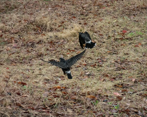 pigeon in flight