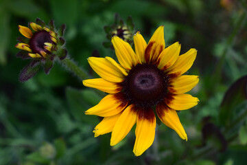 A vibrant yellow Rudbeckia hirta flower with a dark brown center, resembling a sunflower or coneflower, surrounded by green foliage. Vibrant Rudbeckia in Blooming Glory