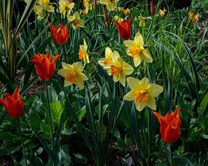Fototapeta premium daffodils in spring