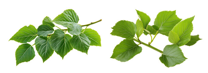 Fresh Green Mulberry Leaves on Branch isolated on white or transparent background