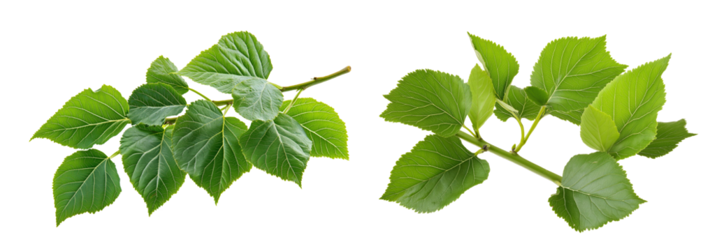 Fresh Green Mulberry Leaves on Branch isolated on white or transparent background