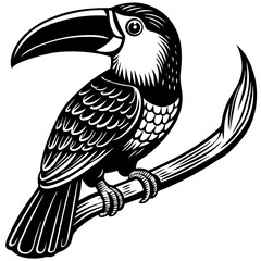 toucan on a white background