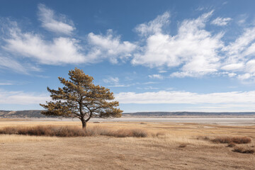 serene landscape featuring solitary pine tree standing on barren wasteland surrounded by dry earth and sparse