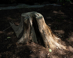 old stump in the forest