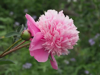 Fototapete Pfingstrosen Rosa Pfingstrose mit Knospe  © Pixelmixel