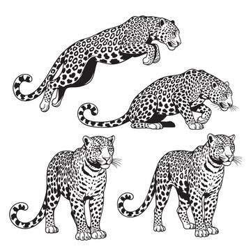 Set of leopard illustrations in various poses&mdash;leaping, crouching, and standing. Ideal for wildlife themes, tattoos, prints, and educational use.  Animals.