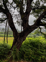 Fototapeta premium tree on the roadside in portugal on the camino de Santiago, the road to santiago, christian pilgrimage