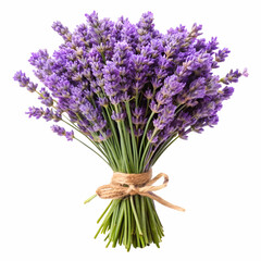 Fototapeta premium Freshly harvested bouquet of fragrant purple lavender flowers tied with natural twine on white background.