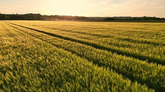 Drone footage of a wheat field in Bavaria at sunset
