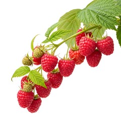 Fresh Raspberries on a Branch with Leaves