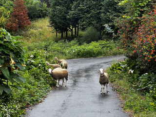 sheep in the meadow on the path watching at you in portugal on the camino de Santiago, the road to...