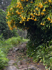 orange, yellow, genus Brugmansia and Datura (commonly known as angel's trumpet and jimsonweed,...