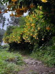 orange, yellow, genus Brugmansia and Datura (commonly known as angel's trumpet and jimsonweed,...