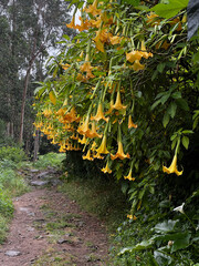 orange, yellow, genus Brugmansia and Datura (commonly known as angel's trumpet and jimsonweed,...