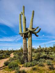 hugging saguaro cactus in arizona © Ron