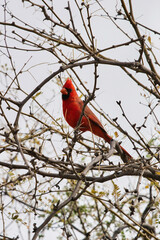 cardinal on a branch