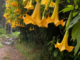 orange, yellow, genus Brugmansia and Datura (commonly known as angel's trumpet and jimsonweed, respectively) in flower in portugal on the camino de Santiago, the road to santiago, christian pilgrimage