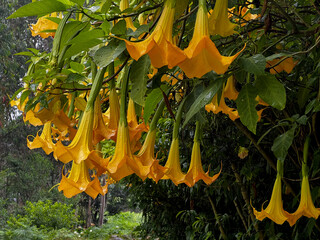 orange, yellow, genus Brugmansia and Datura (commonly known as angel's trumpet and jimsonweed,...