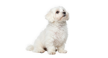 A small white maltese dog sitting and looking up on a transparent  background image