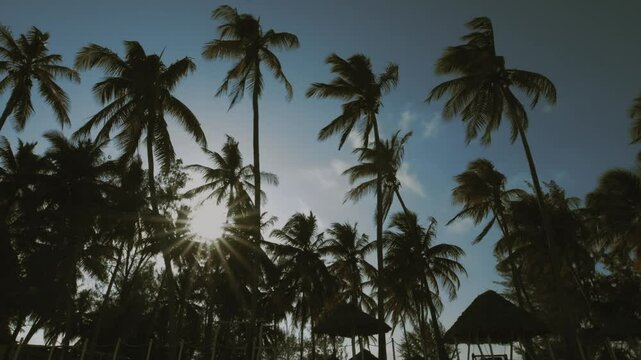 Gimbal tracking shot from Paje Beach, Zanzibar, of palm trees lining the beach silhouetted against the sky.