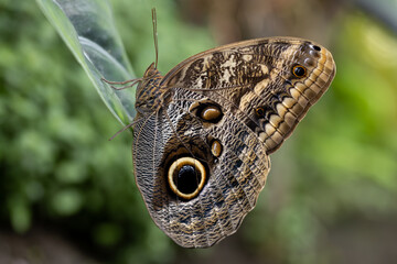 Fototapeta premium Close-Up of Owl Butterfly with Eye-Like Wing Patterns