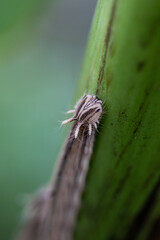 Macro View of Caterpillar Head on Plant Stem