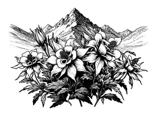 rocky mountain columbine, Colorado blue columbine vector art.