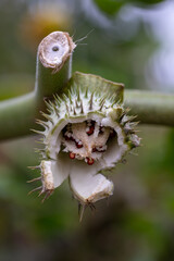 Opened Seed Pod of Datura metel Showing Spines and Seeds