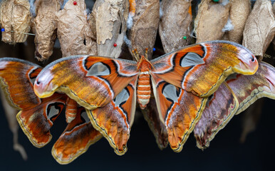 Atlas Moth Emerging from Cocoon with Spread Wings