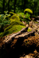 old tree trunk with moss