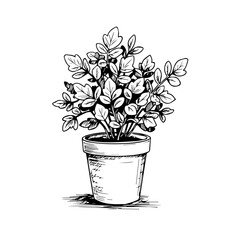 Potted plant illustration. Simple hand drawn image of potted herbs in terracotta pot. Detailed drawing of small plant in ceramic container.
