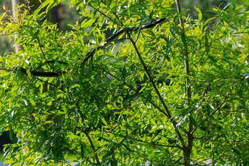 The eastern racer, or North American racer (Coluber constrictor) nonvenomous snake in the branches...