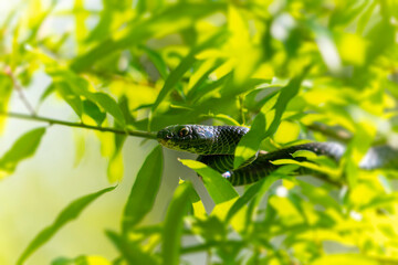 The eastern racer, or North American racer (Coluber constrictor) nonvenomous snake in the branches of a bush