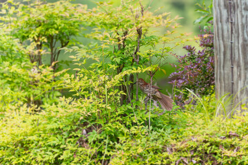 A brown thrasher pair nesting is defending the nest from a snake