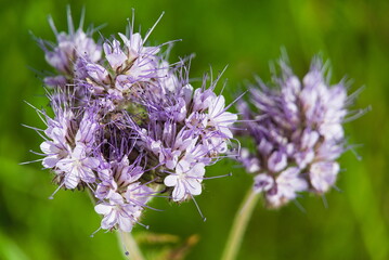 Büschelblume und Bienenfreund - Phacelia