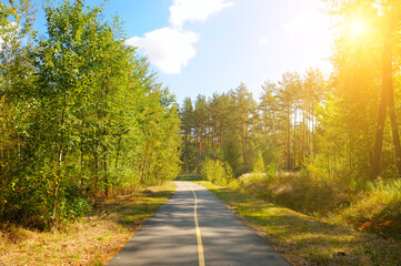 Obraz premium Magical forest in the morning sunlight rays.