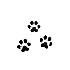 Cat Paw Prints on Transparent Background