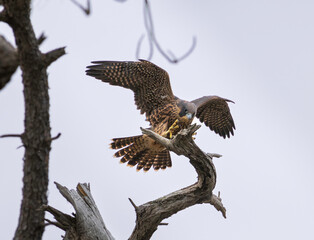 eagle in flight, falcon 