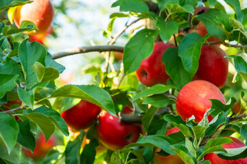 Ripe red apples hang on lush green trees in a thriving bio garden. The vibrant fruits contrast with the greenery, showcasing nature's bounty in an organic orchard setting
