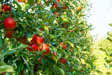 Ripe red apples hang on lush green trees in a thriving bio garden. The vibrant fruits contrast with the greenery, showcasing nature's bounty in an organic orchard setting