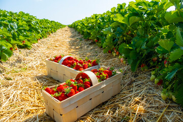 Strawberries in baskets are placed on straw-covered soil between lush green rows of plants, showcasing a bountiful harvest in a farm field. Ideal image for agriculture and fruit themes