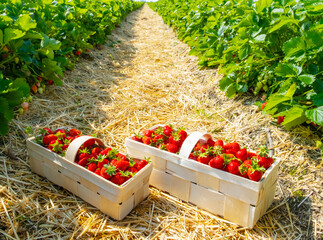 Strawberries in baskets are placed on straw-covered soil between lush green rows of plants, showcasing a bountiful harvest in a farm field. Ideal image for agriculture and fruit themes
