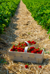 Strawberries in baskets are placed on straw-covered soil between lush green rows of plants, showcasing a bountiful harvest in a farm field. Ideal image for agriculture and fruit themes