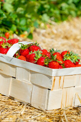 Strawberries in baskets are placed on straw-covered soil between lush green rows of plants, showcasing a bountiful harvest in a farm field. Ideal image for agriculture and fruit themes