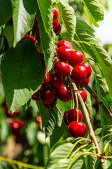 Lush, ripe cherries hang from a branch in a vibrant orchard. The sunlit setting highlights the rich red color of the cherries against the green foliage, capturing the essence of harvest season