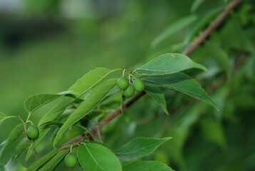Obraz premium Celtis jessoensis, known as Japanese hackberry, photographed in Korea showing its foliage, fruits, and large trees in natural environments.