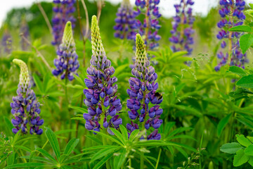 Vibrant lupine flowers bloom in a lush green field during spring