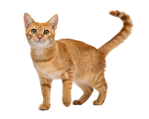 orange tabby cat short haired stripes