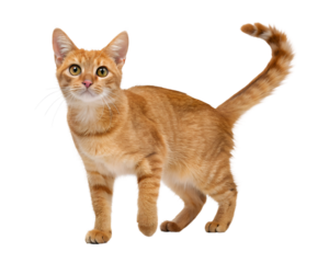 orange tabby cat short haired stripes