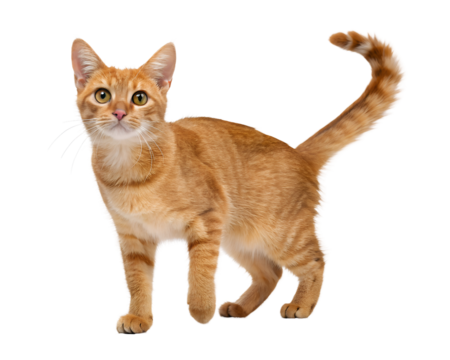 orange tabby cat short haired stripes